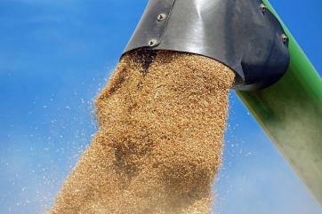 Египетский тендер на 240 тысяч тонн пшеницы выиграла Румыния